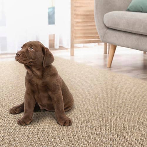 Ravenna Mesquite living room area rug with puppy