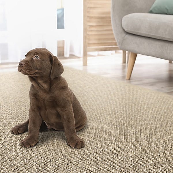 Ravenna Mesquite living room area rug with puppy