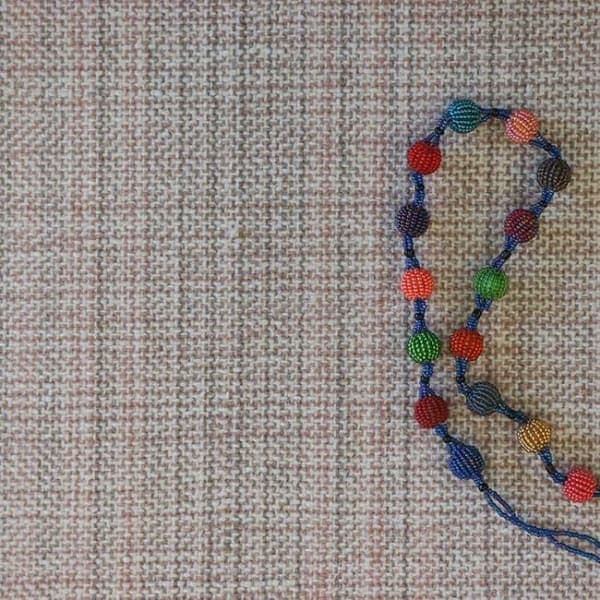 striped harmony: pimlico in petal close up