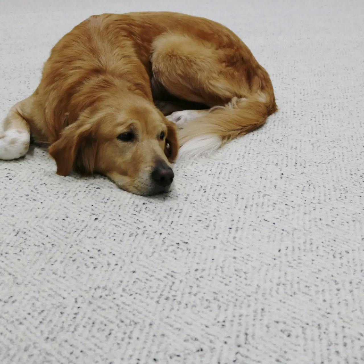 Fairfield Glacier wool carpet with resting dog